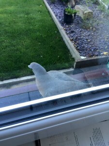 Baby pidgeon 2