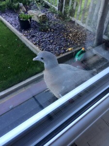 Baby pidgeon